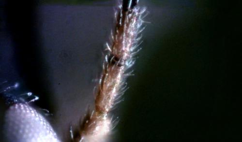 Réf. 335 990 : Aphidius rhopalosiphi
